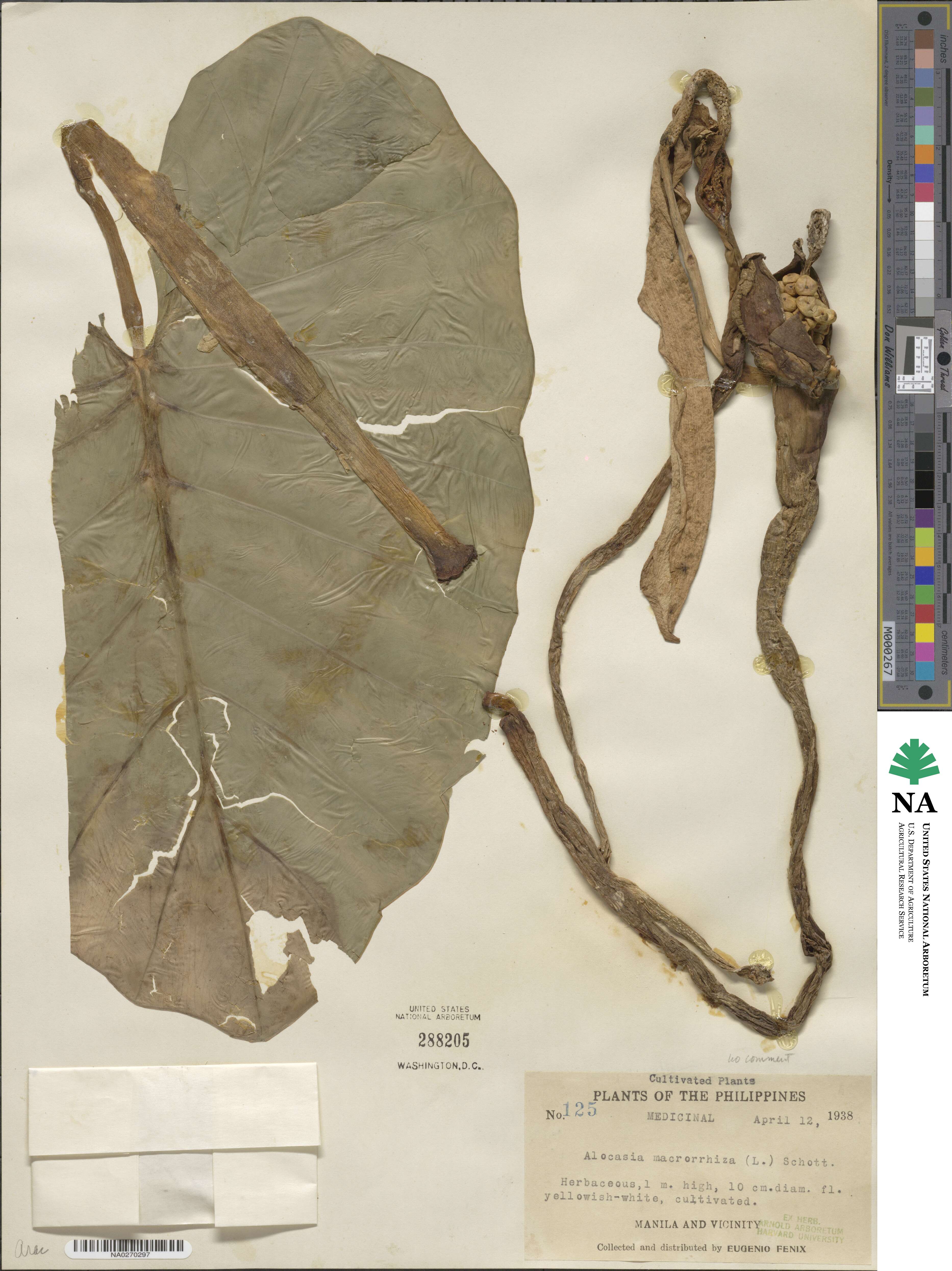 Alocasia macrorrhizos image