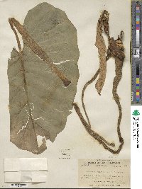 Alocasia macrorrhizos image