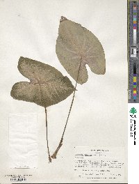 Caladium bicolor image