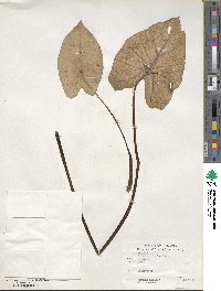 Caladium bicolor image