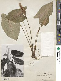 Caladium bicolor image