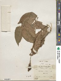 Image of Syngonium hoffmannii