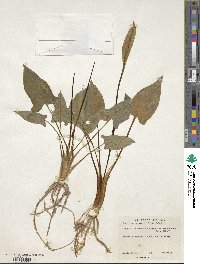 Spathicarpa hastifolia image