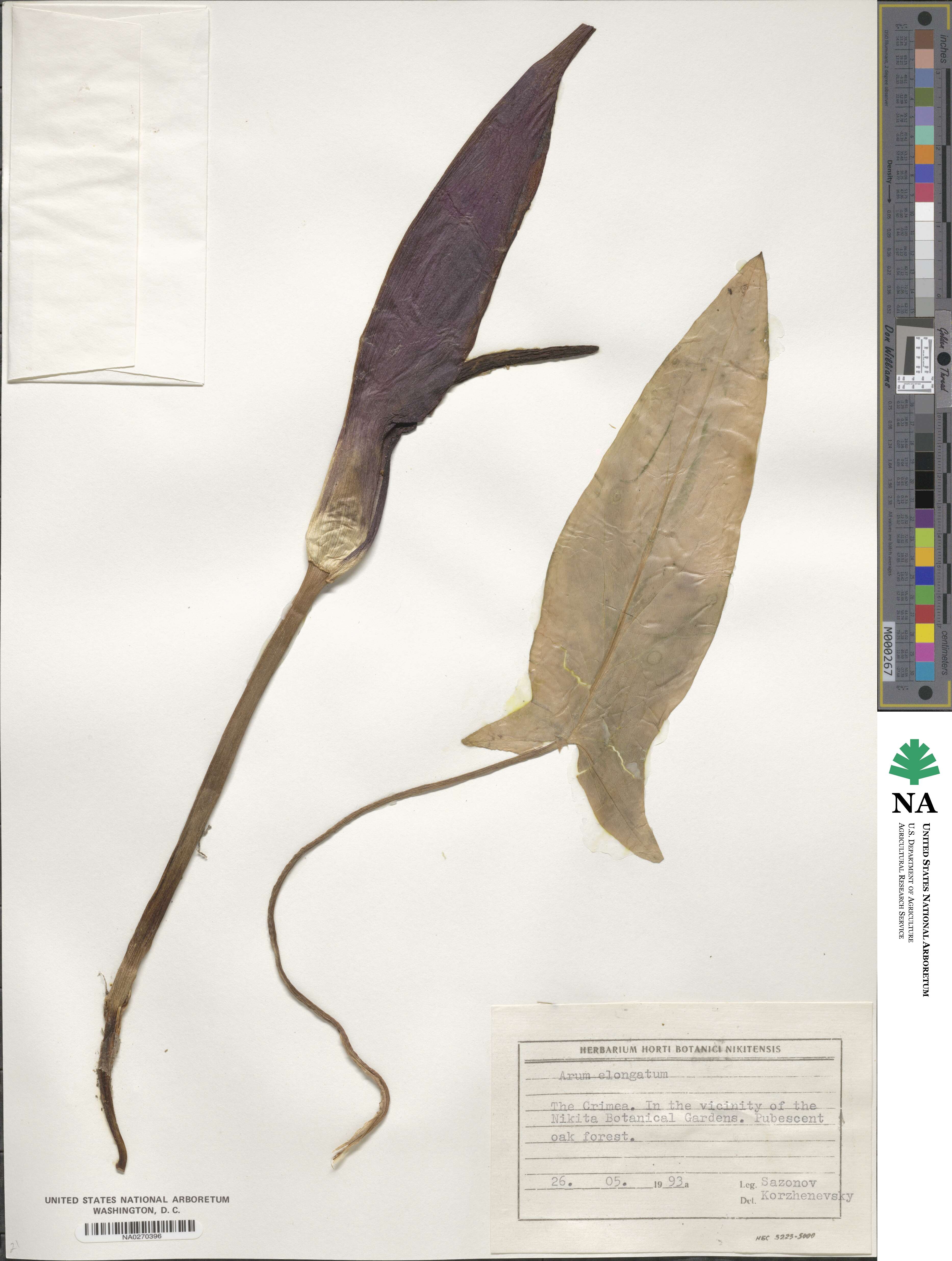 Arum orientale subsp. orientale image