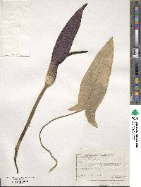 Arum orientale subsp. orientale image