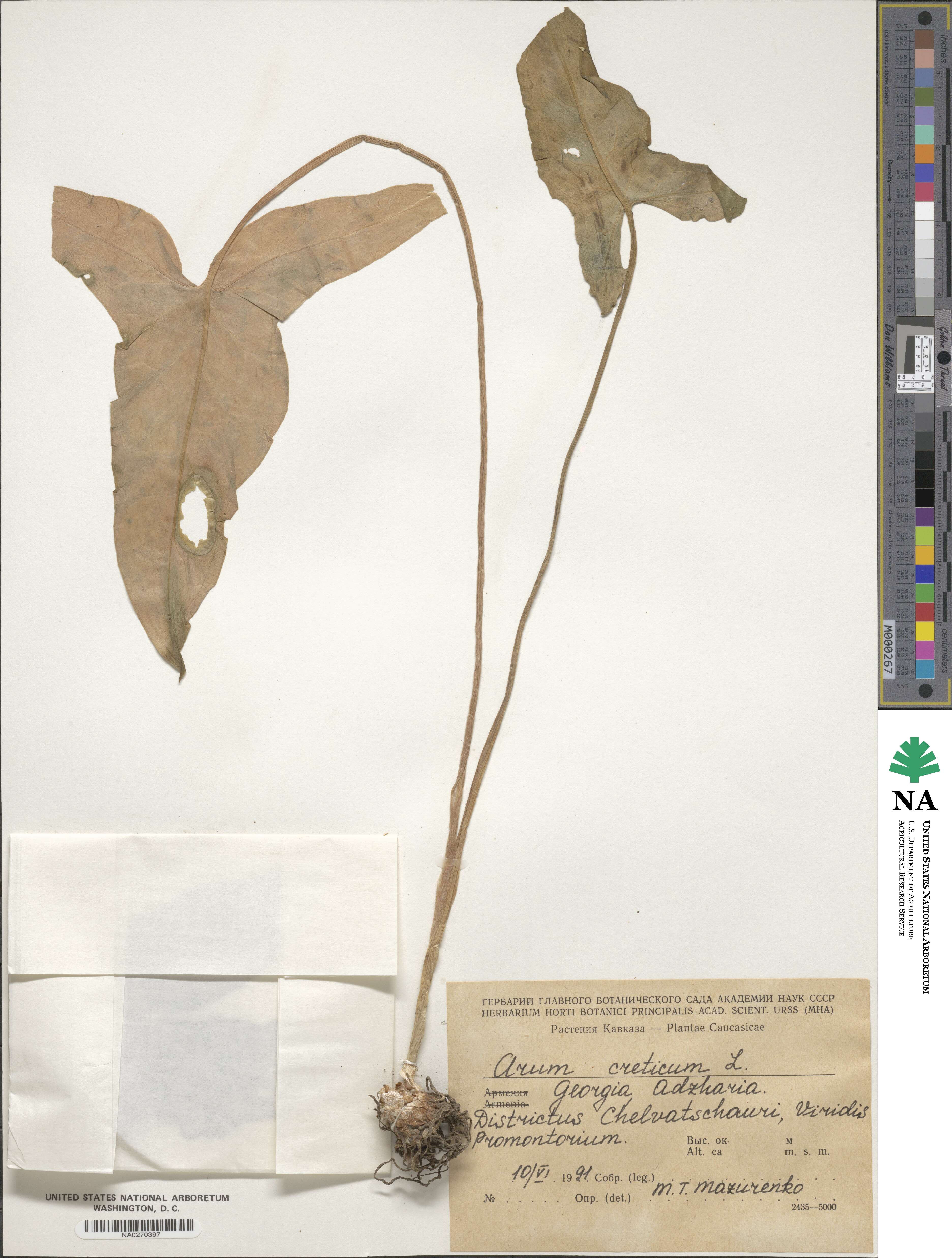 Arum orientale subsp. orientale image