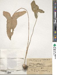 Arum orientale subsp. orientale image