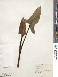 Arum hygrophilum image