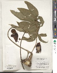 Image of Sauromatum venosum