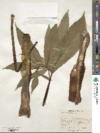 Sauromatum venosum image