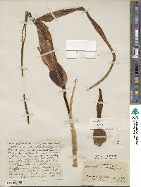 Sauromatum venosum image