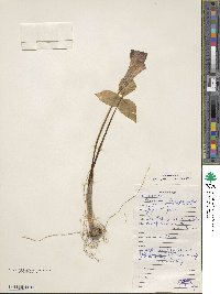 Arisaema triphyllum image