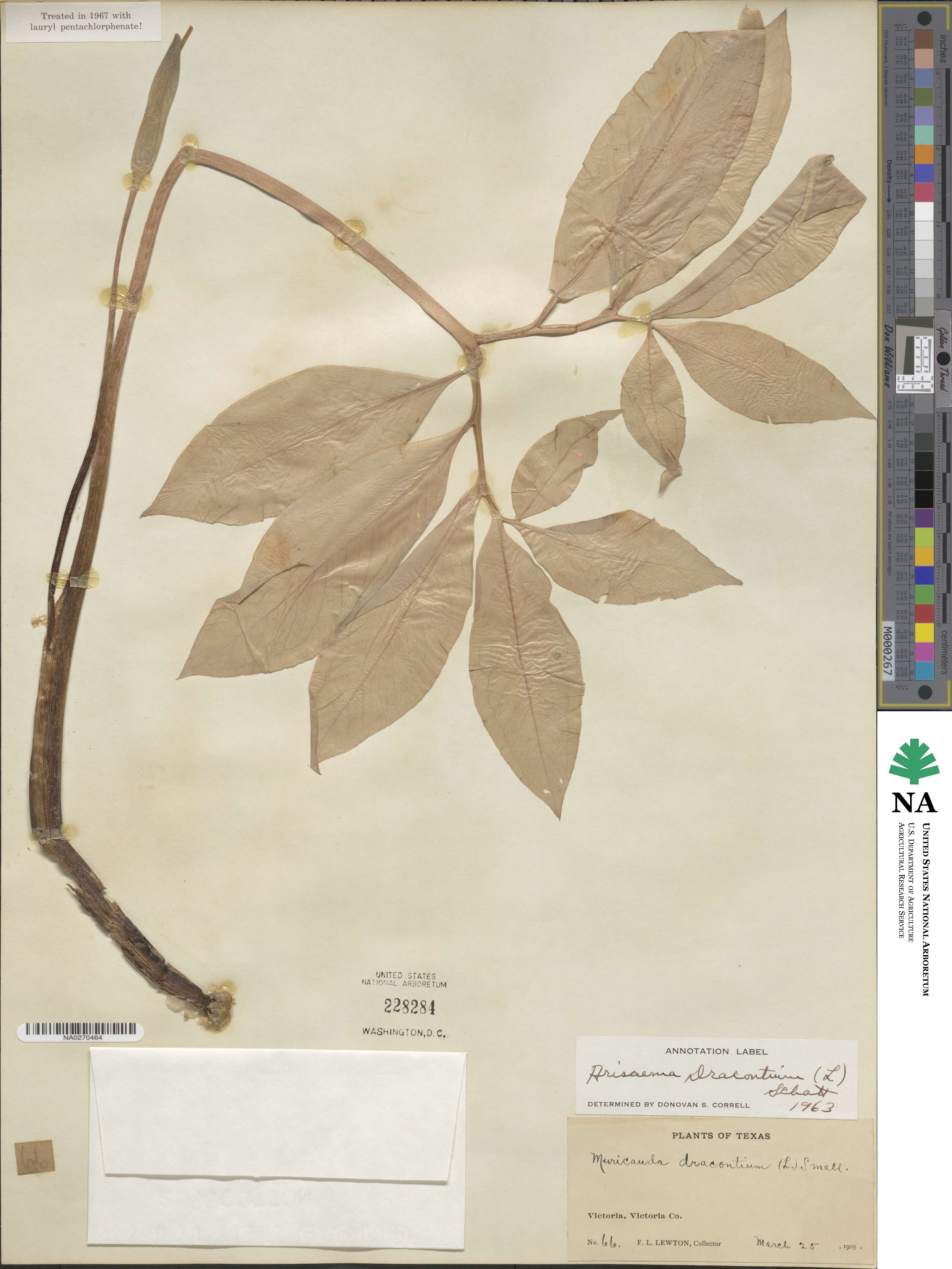 Arisaema dracontium image