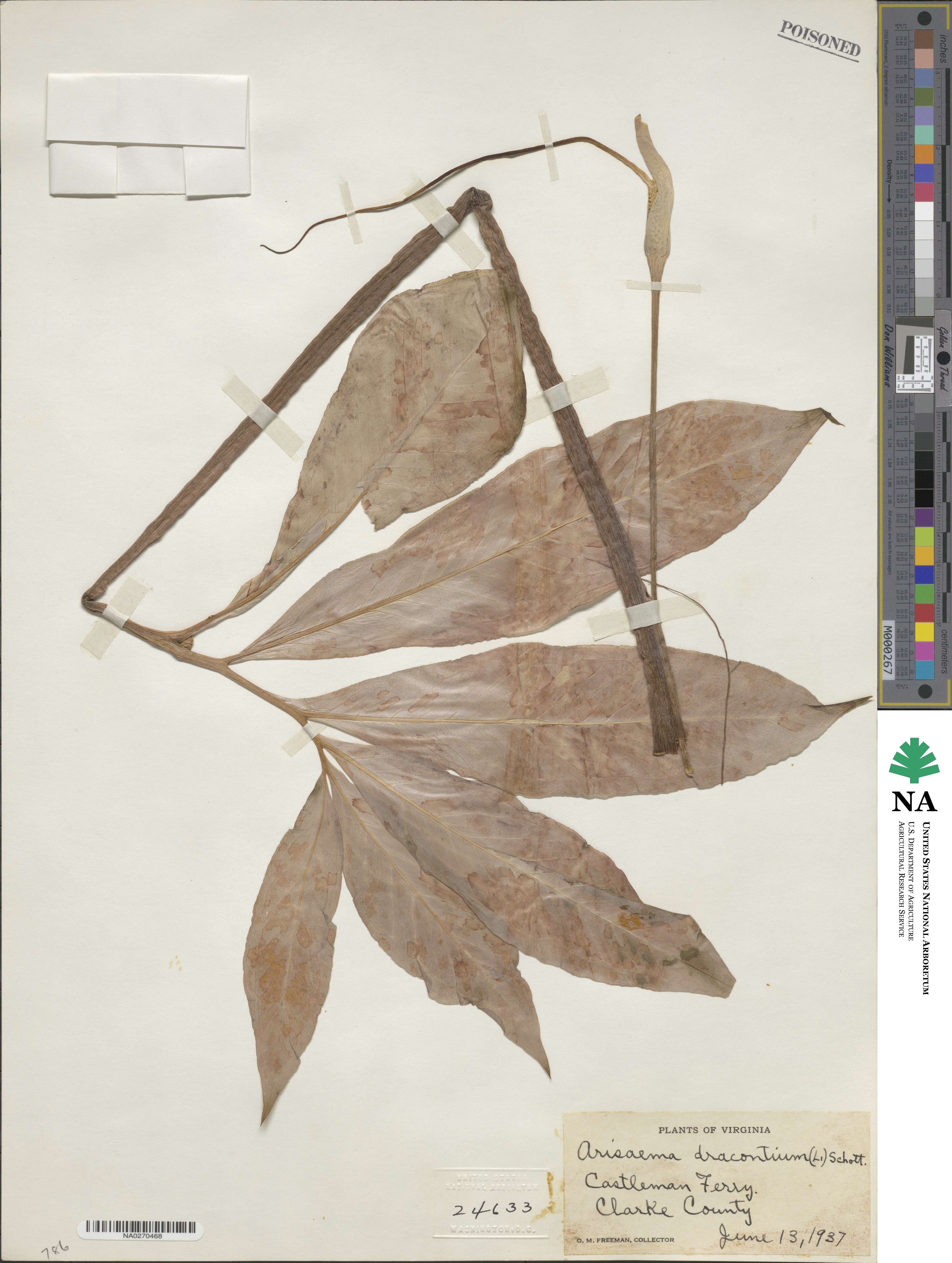 Arisaema dracontium image