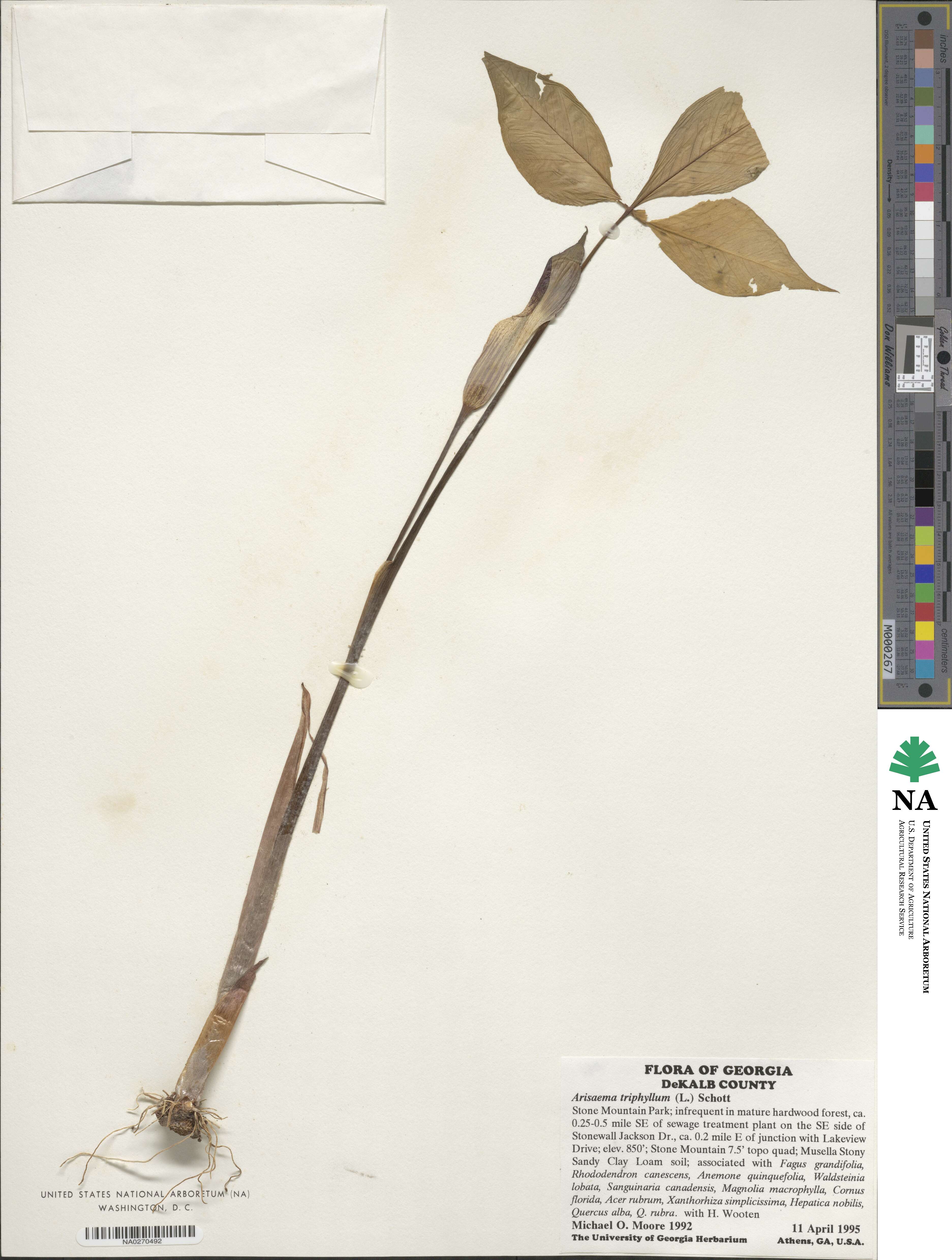 Araceae image