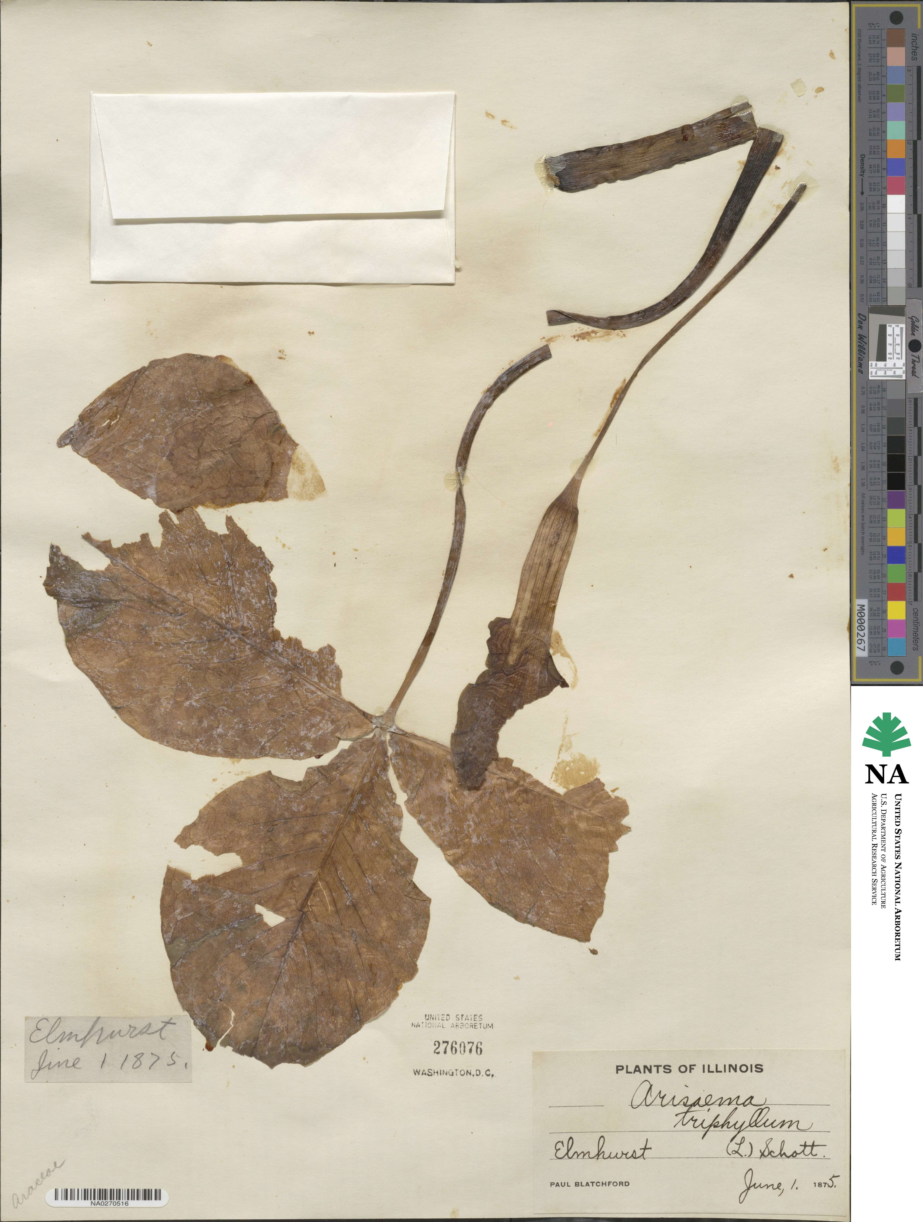 Araceae image
