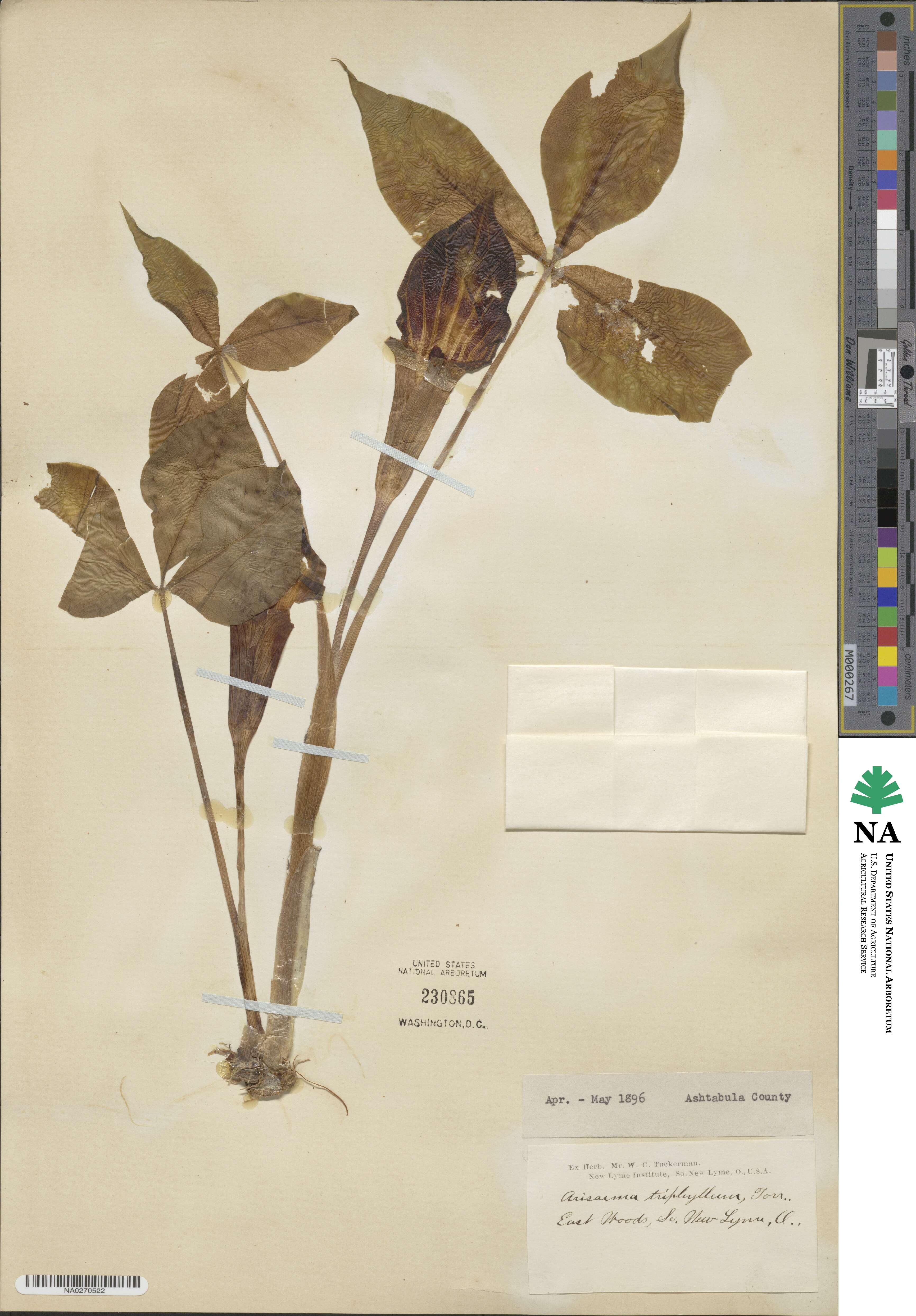 Arisaema image