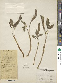 Arisaema jacquemontii image