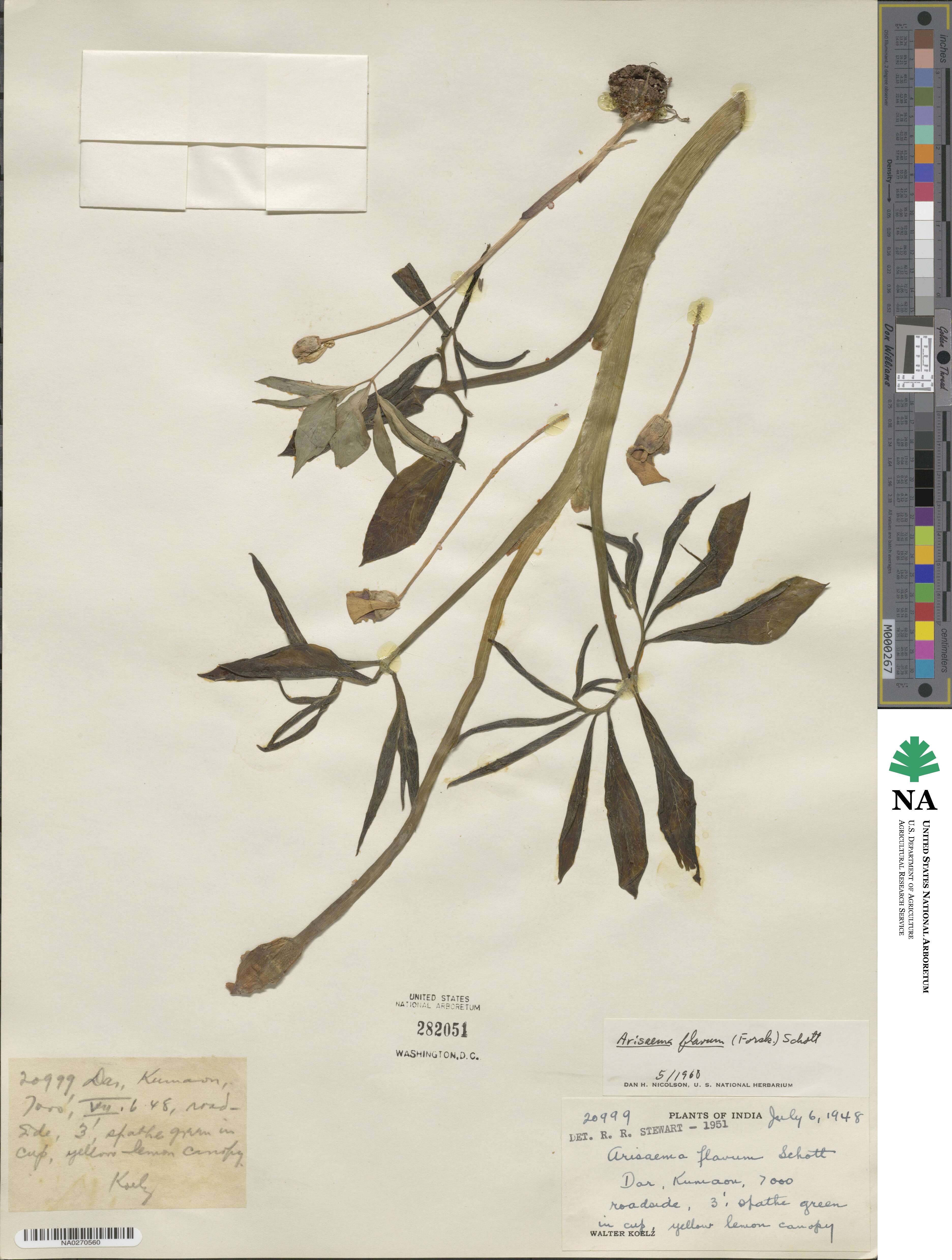 Arisaema flavum image