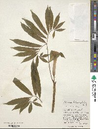 Image of Arisaema heterocephalum