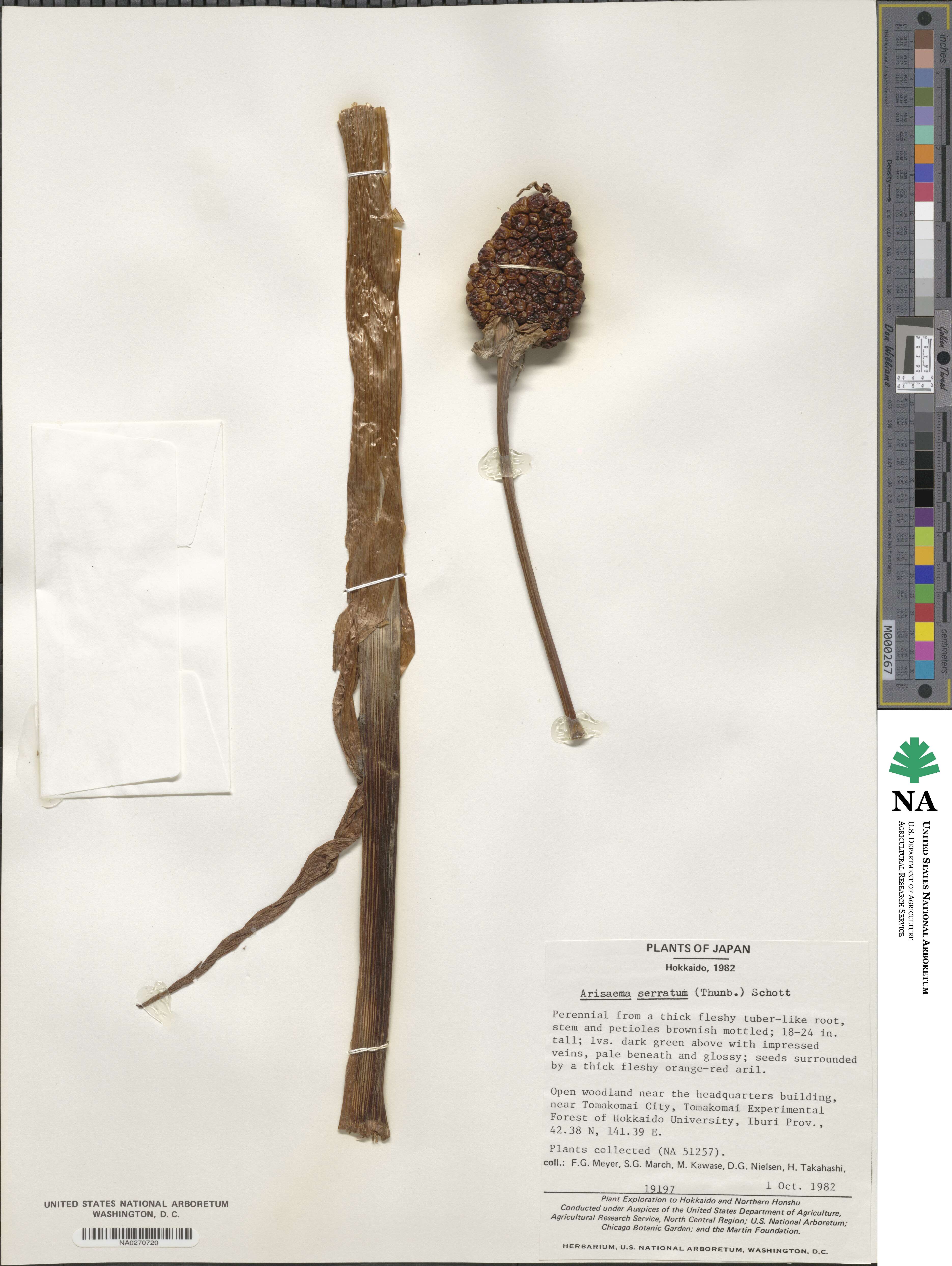 Arisaema serratum image