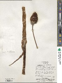 Arisaema serratum image