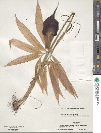 Arisaema thunbergii subsp. urashima image