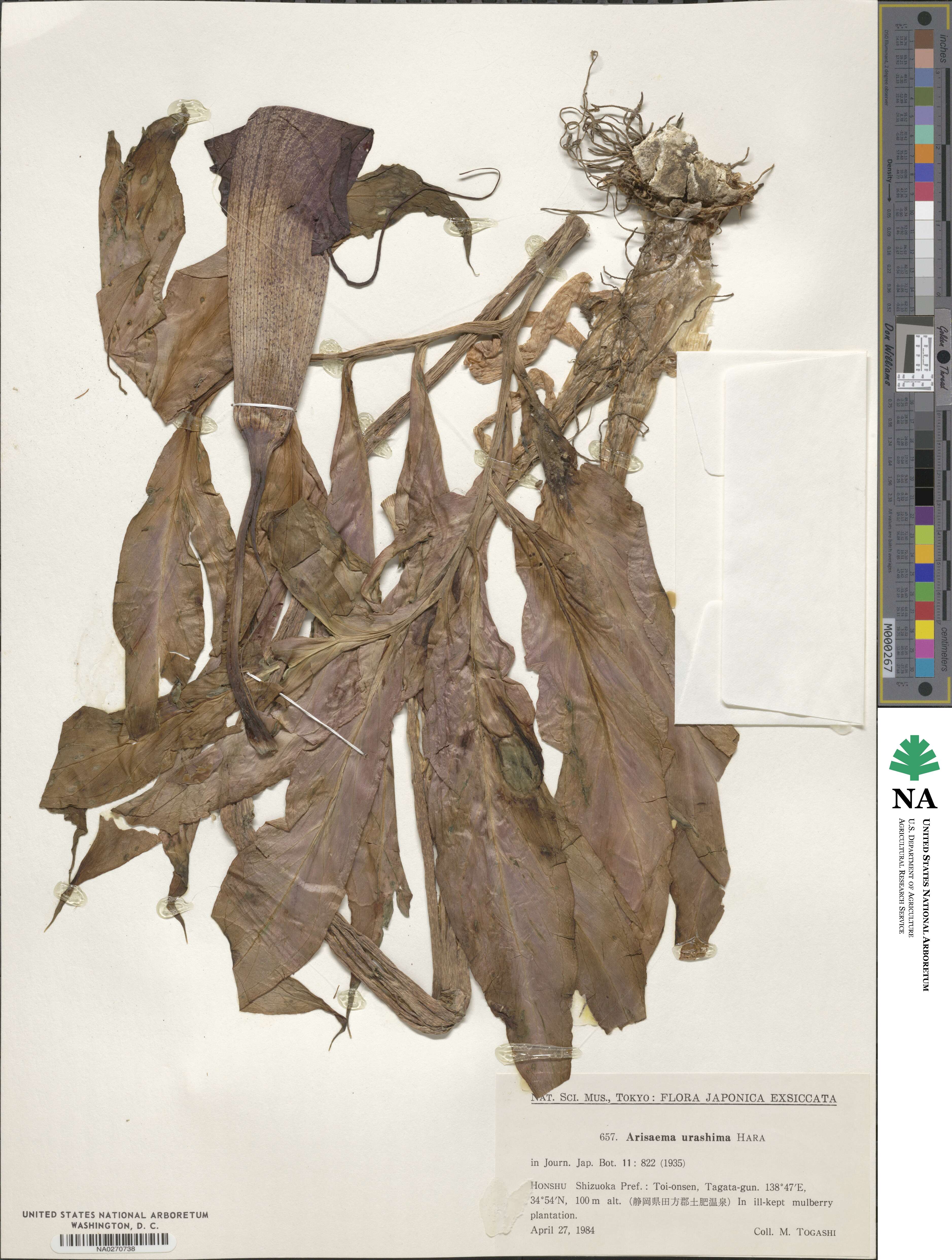 Arisaema thunbergii subsp. urashima image