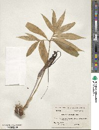 Arisaema thunbergii subsp. urashima image