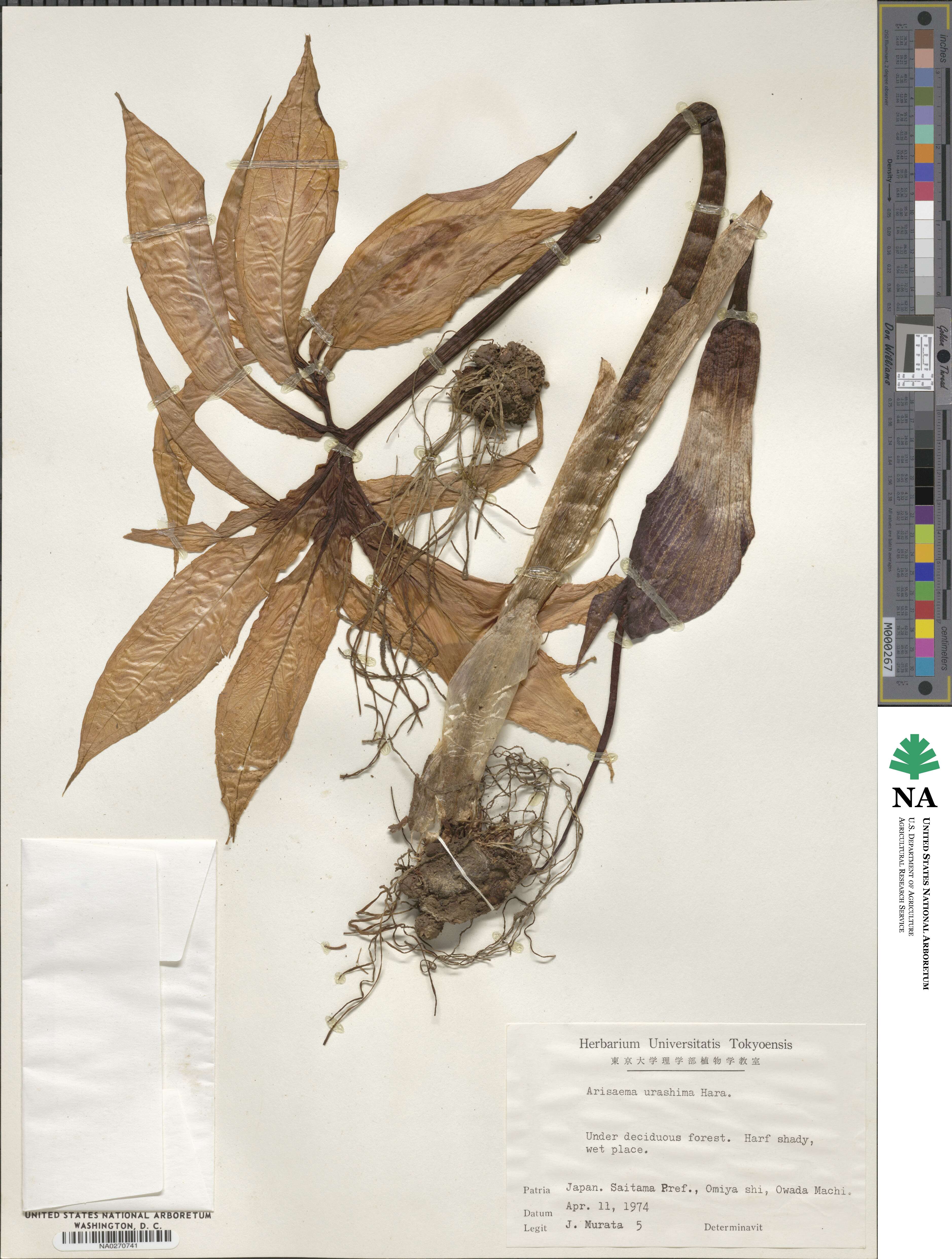 Arisaema thunbergii subsp. urashima image
