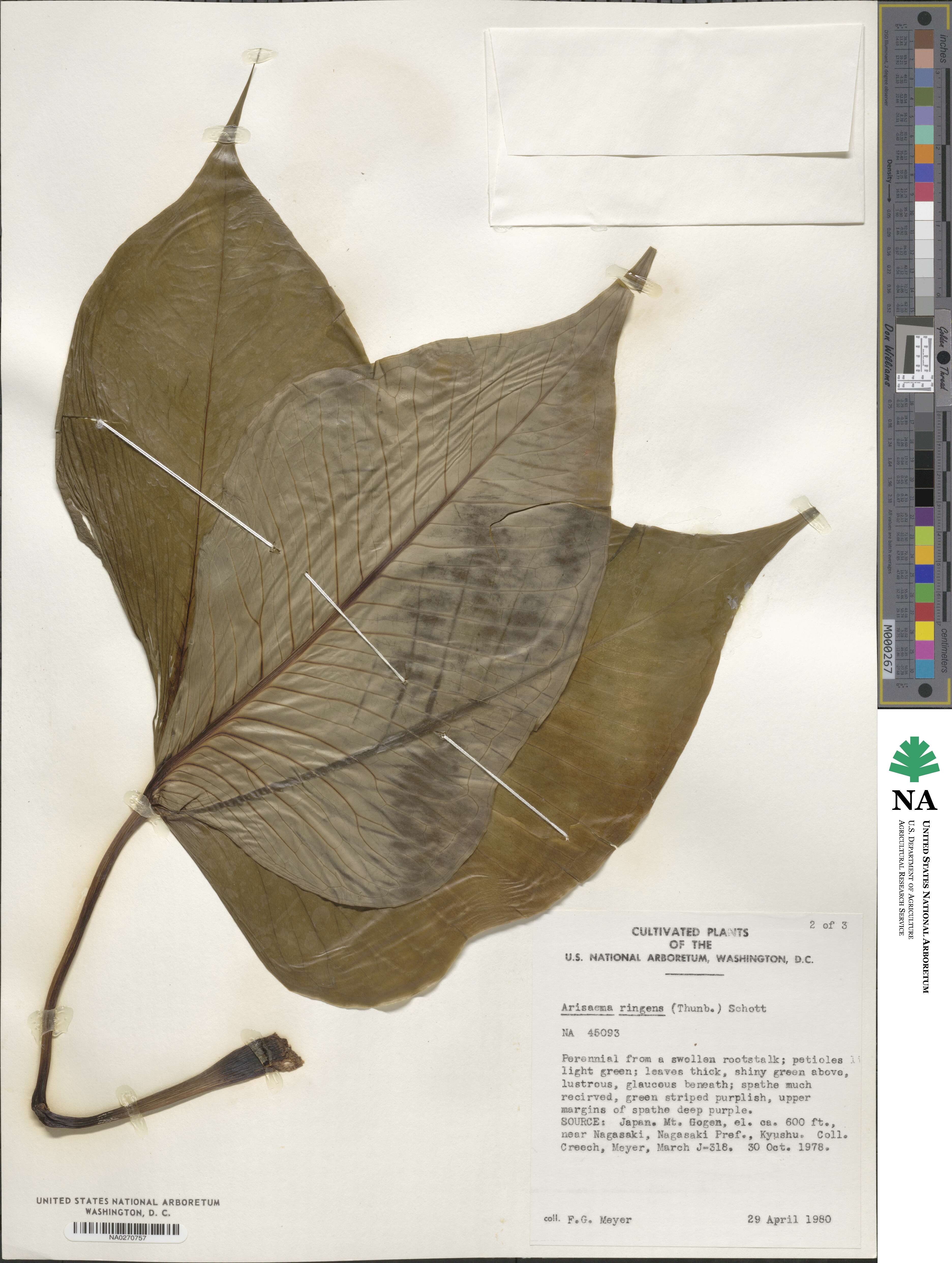 Arisaema ringens image