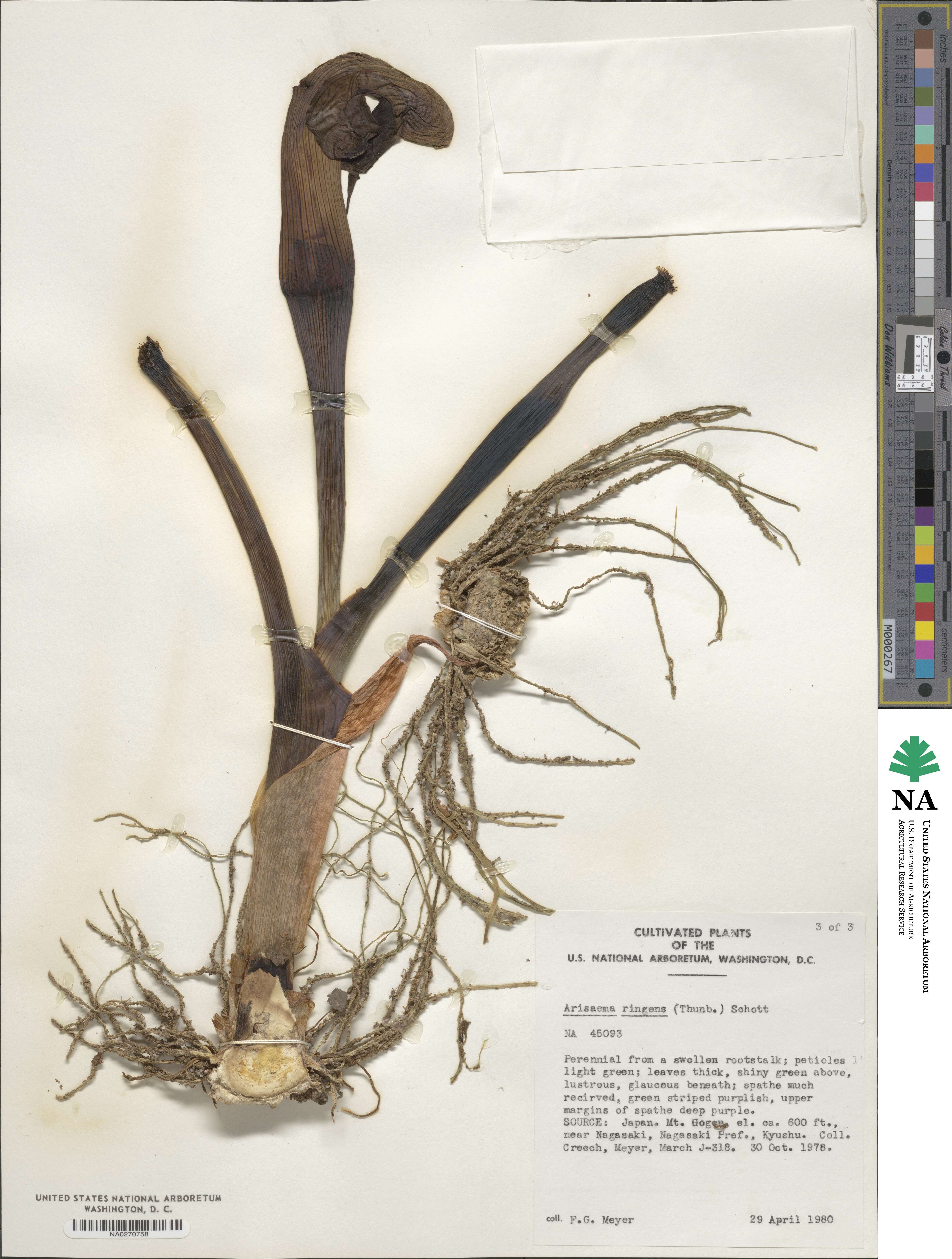 Arisaema ringens image