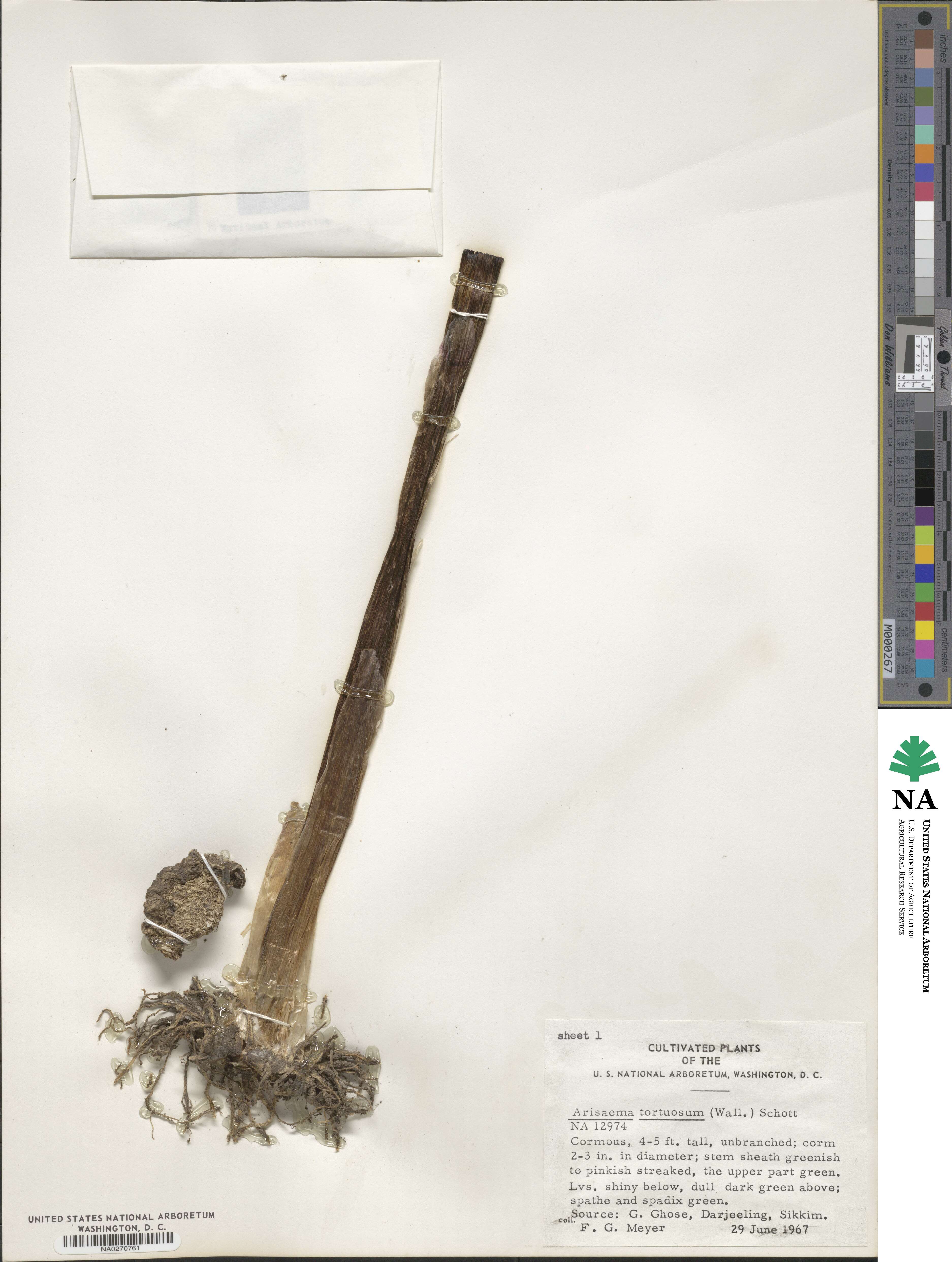 Arisaema tortuosum image
