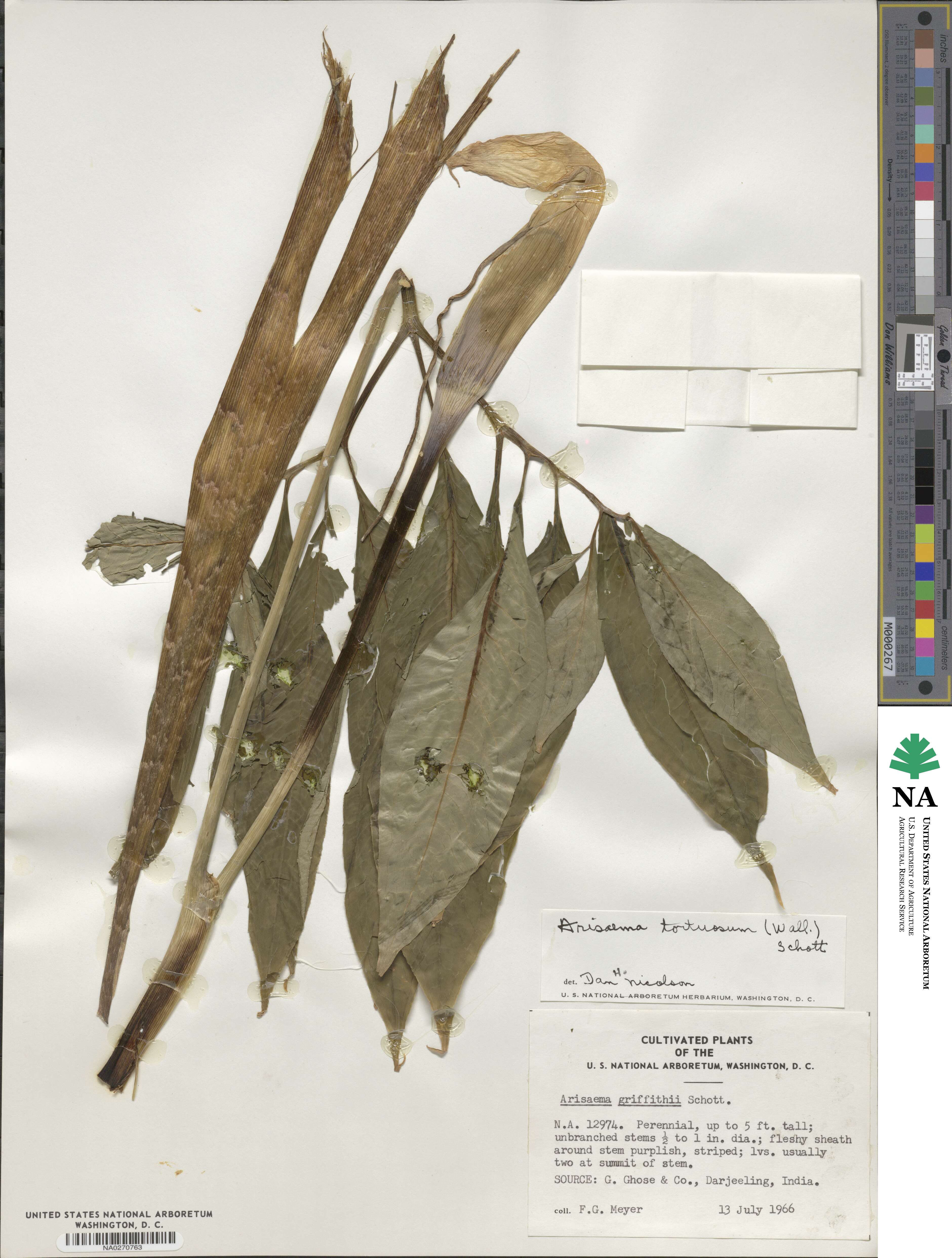 Arisaema tortuosum image