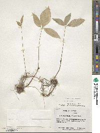 Pinellia ternata image