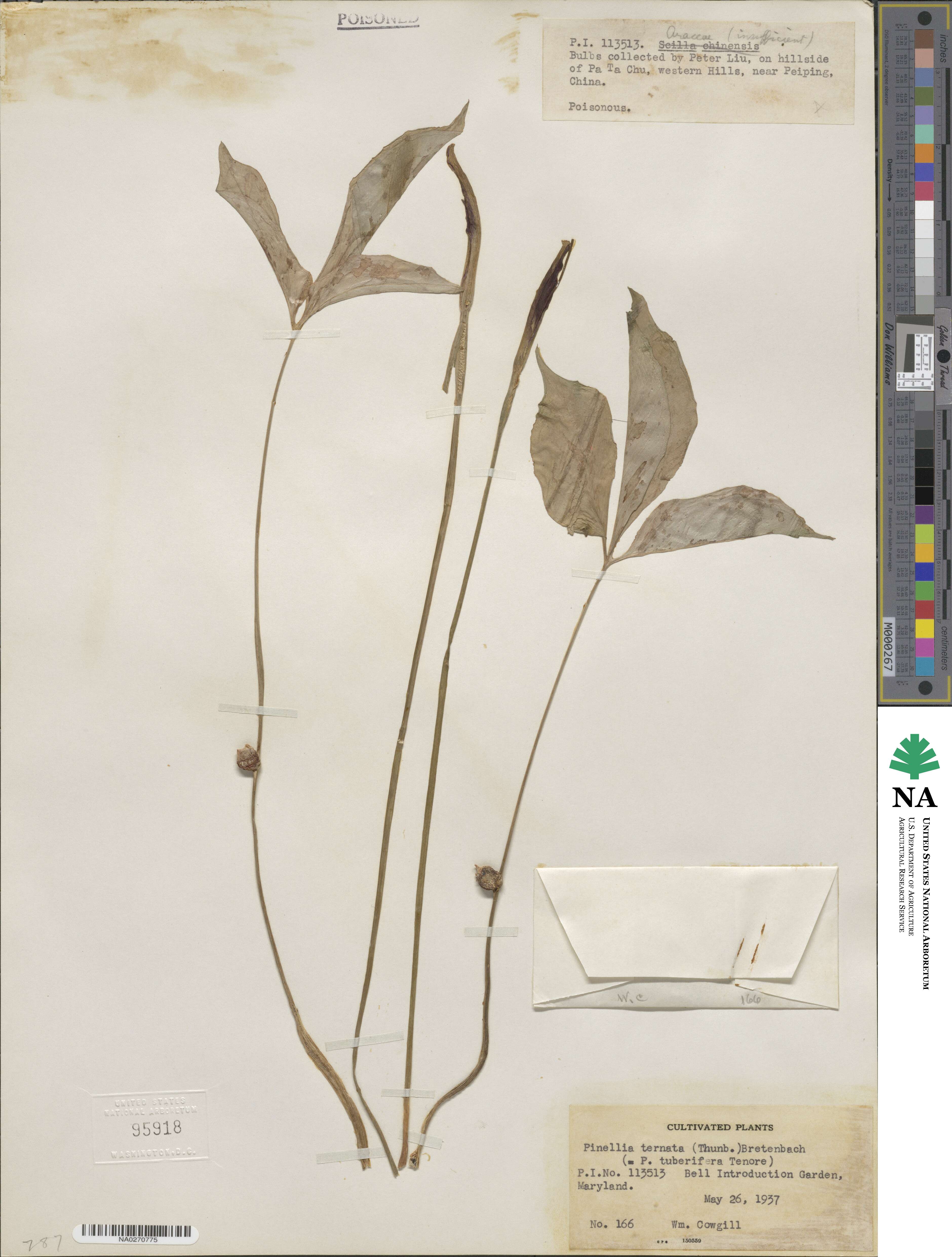 Pinellia ternata image