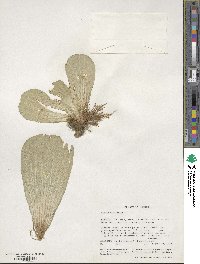 Pistia stratiotes image