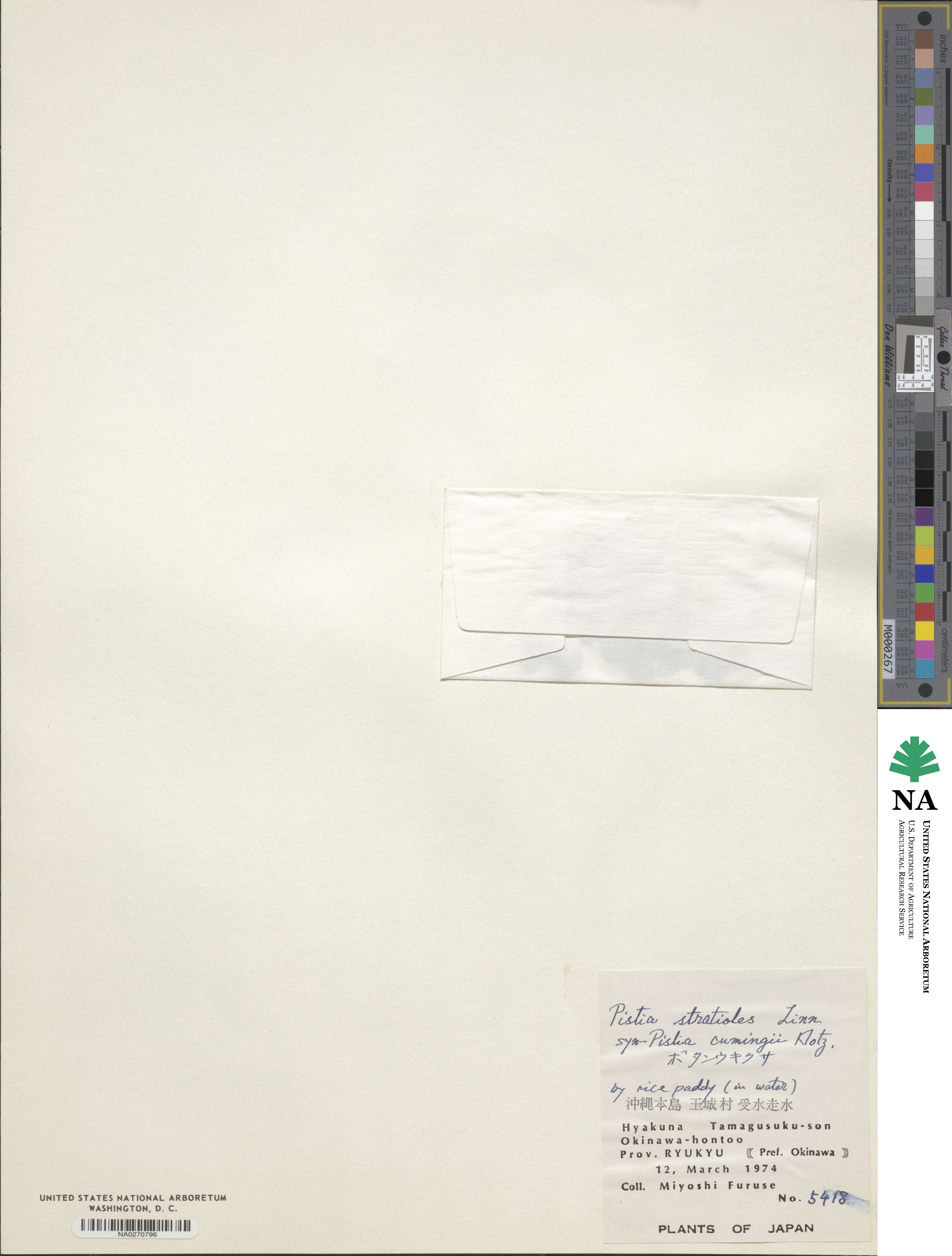 Pistia stratiotes image