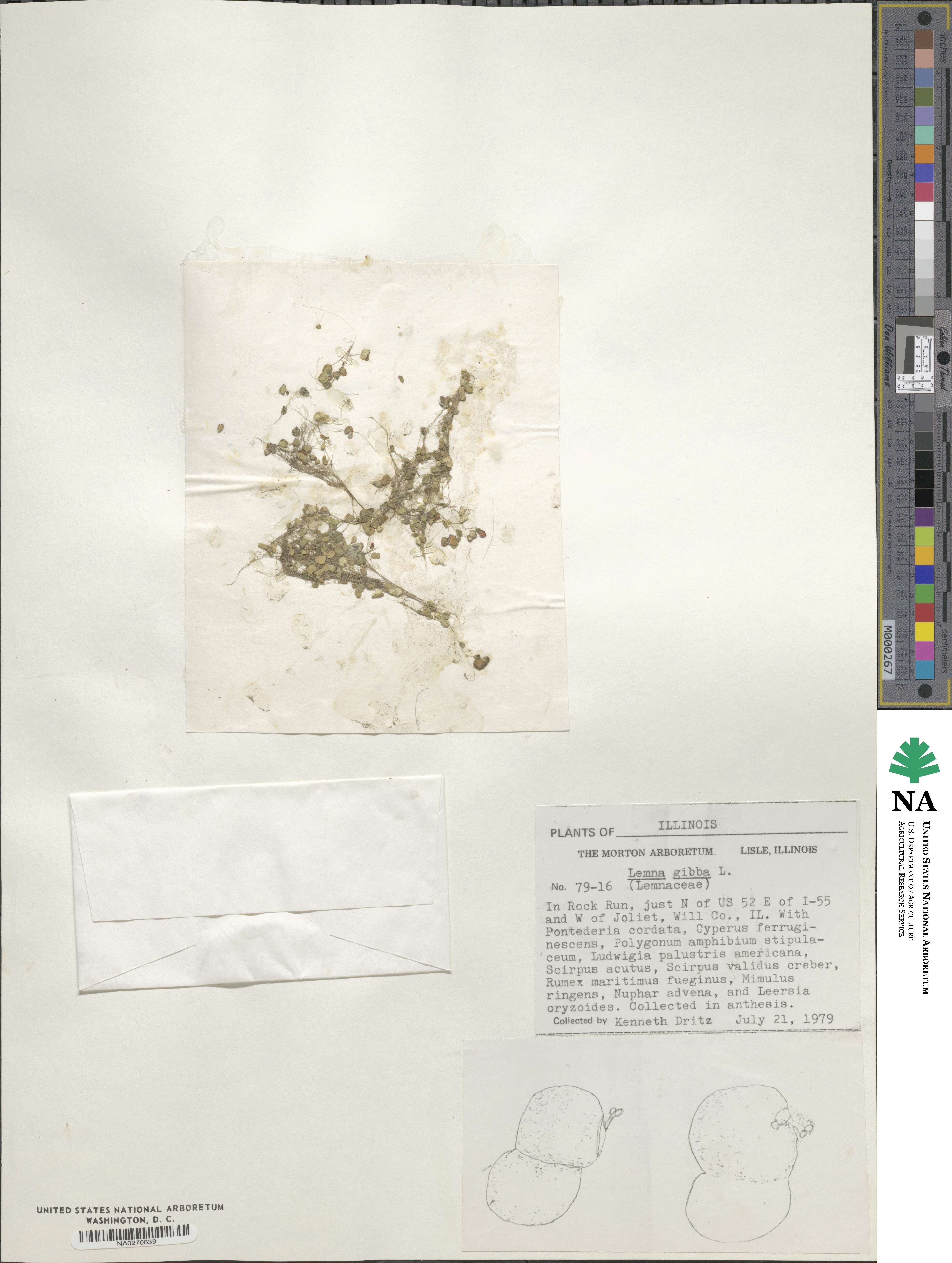 Lemna gibba image
