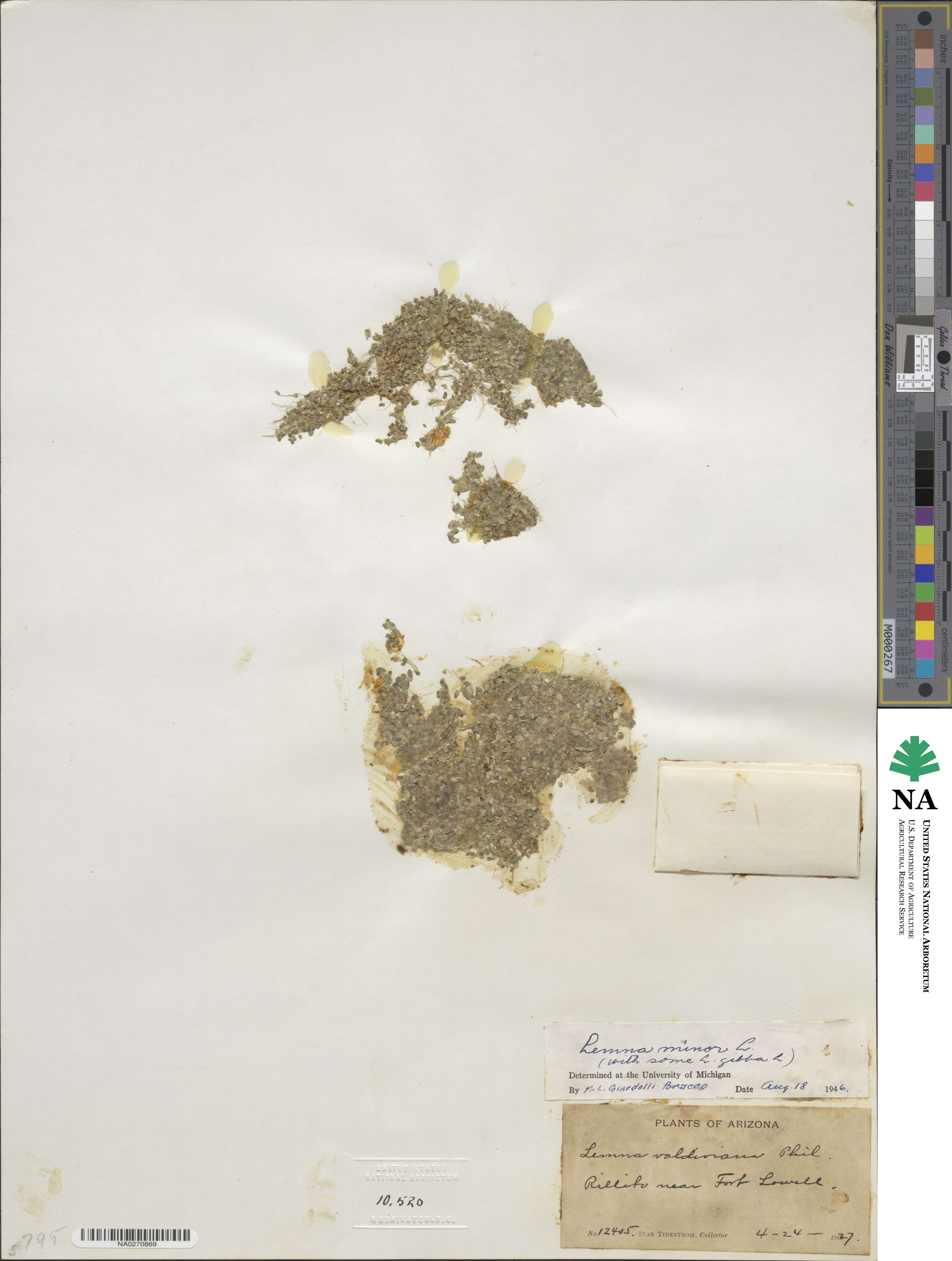 Lemna minor image