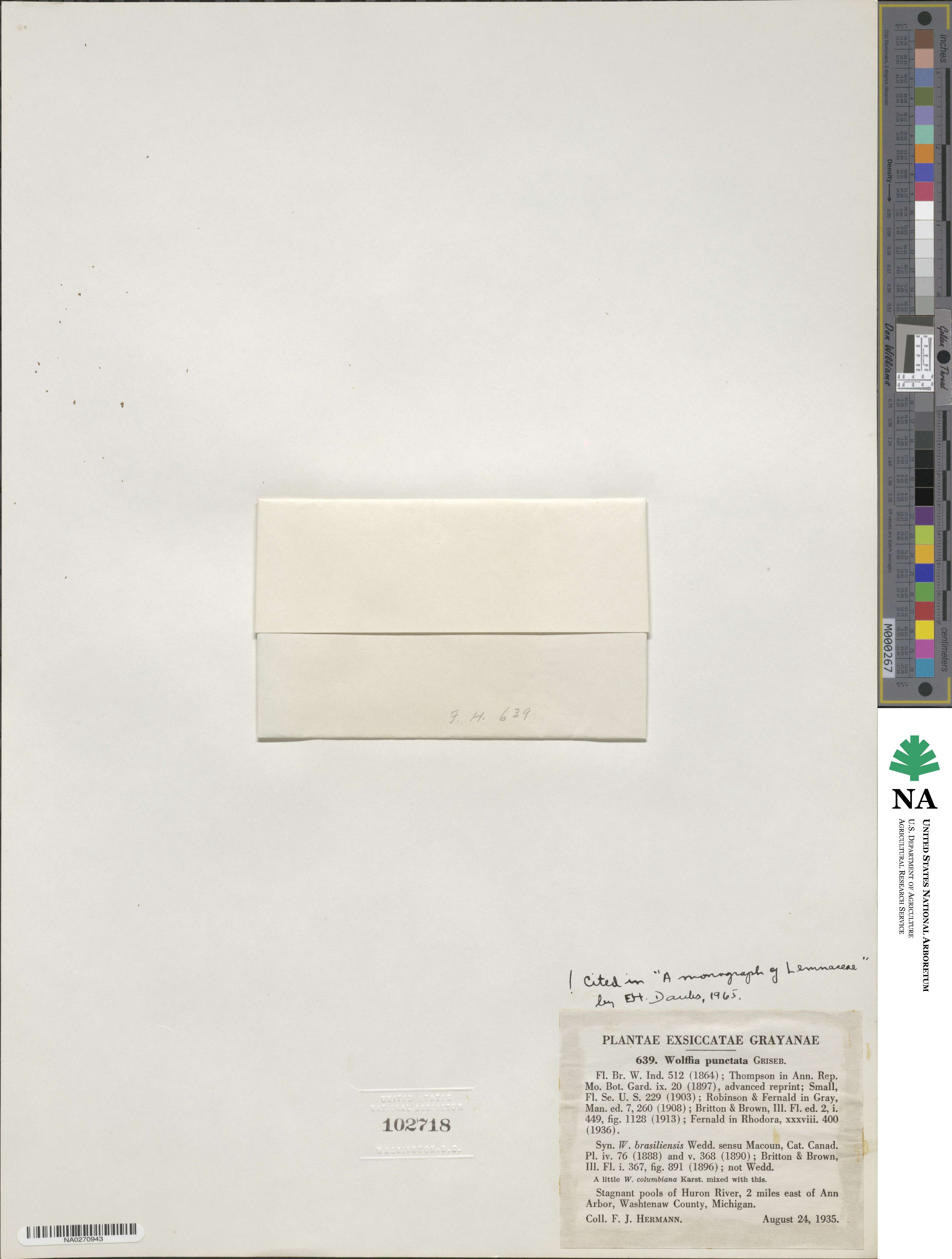 Wolffia brasiliensis image