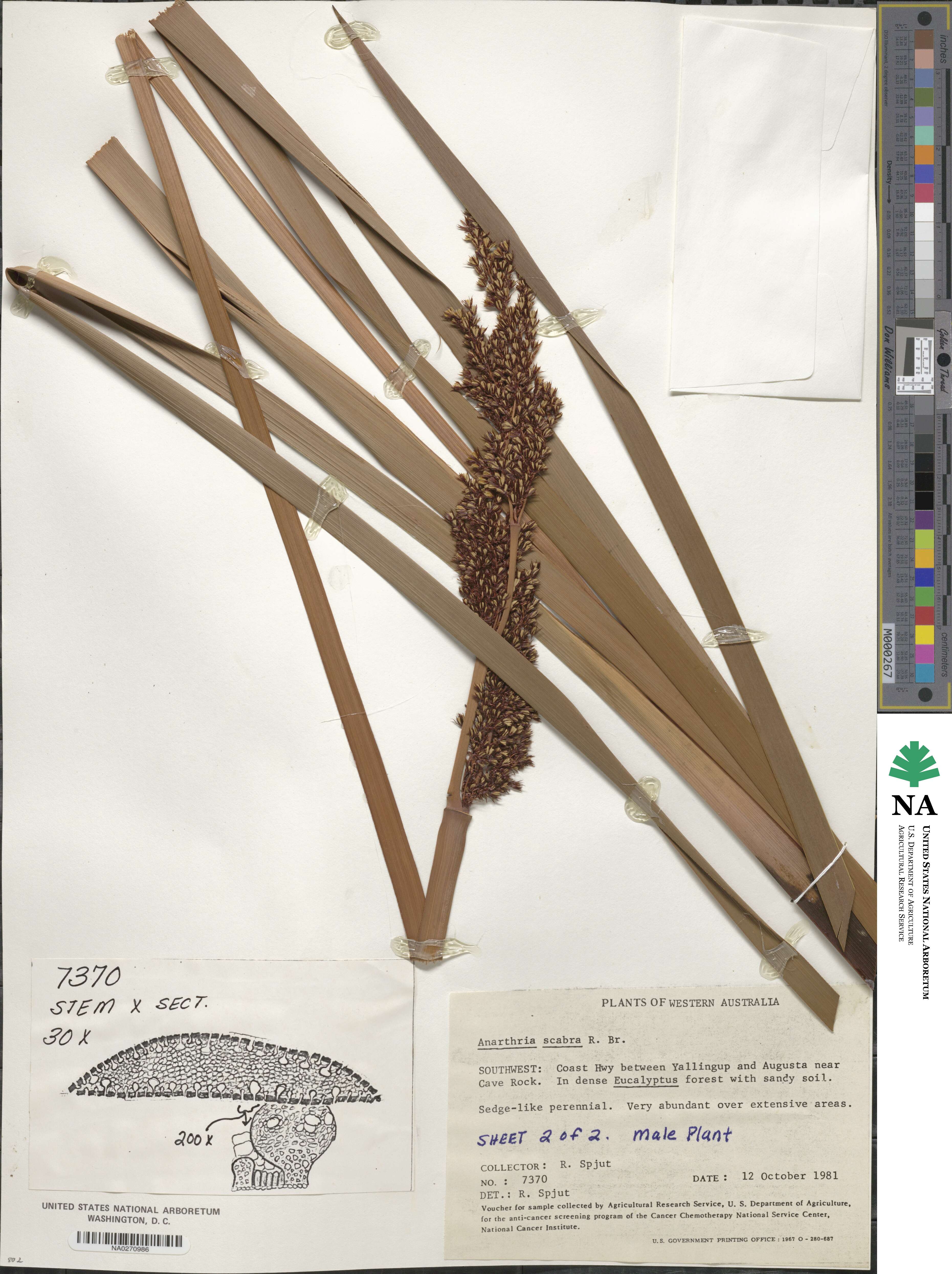 Restionaceae image