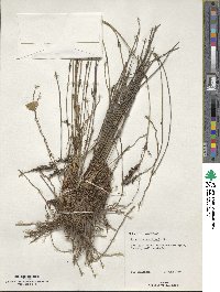 Image of Lepyrodia scariosa