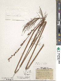 Image of Baloskion tetraphyllum