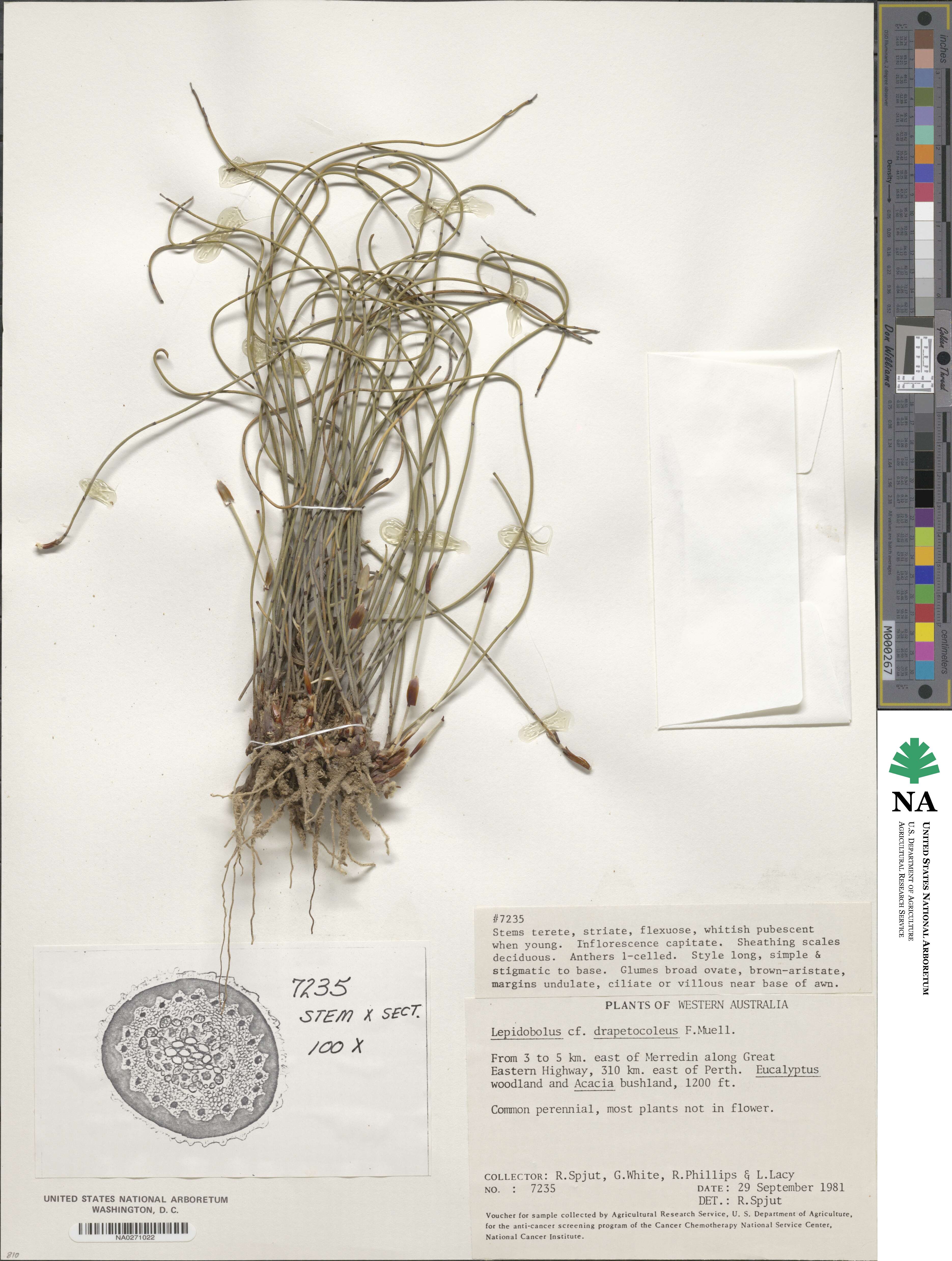 Lepidobolus drapetocoleus image