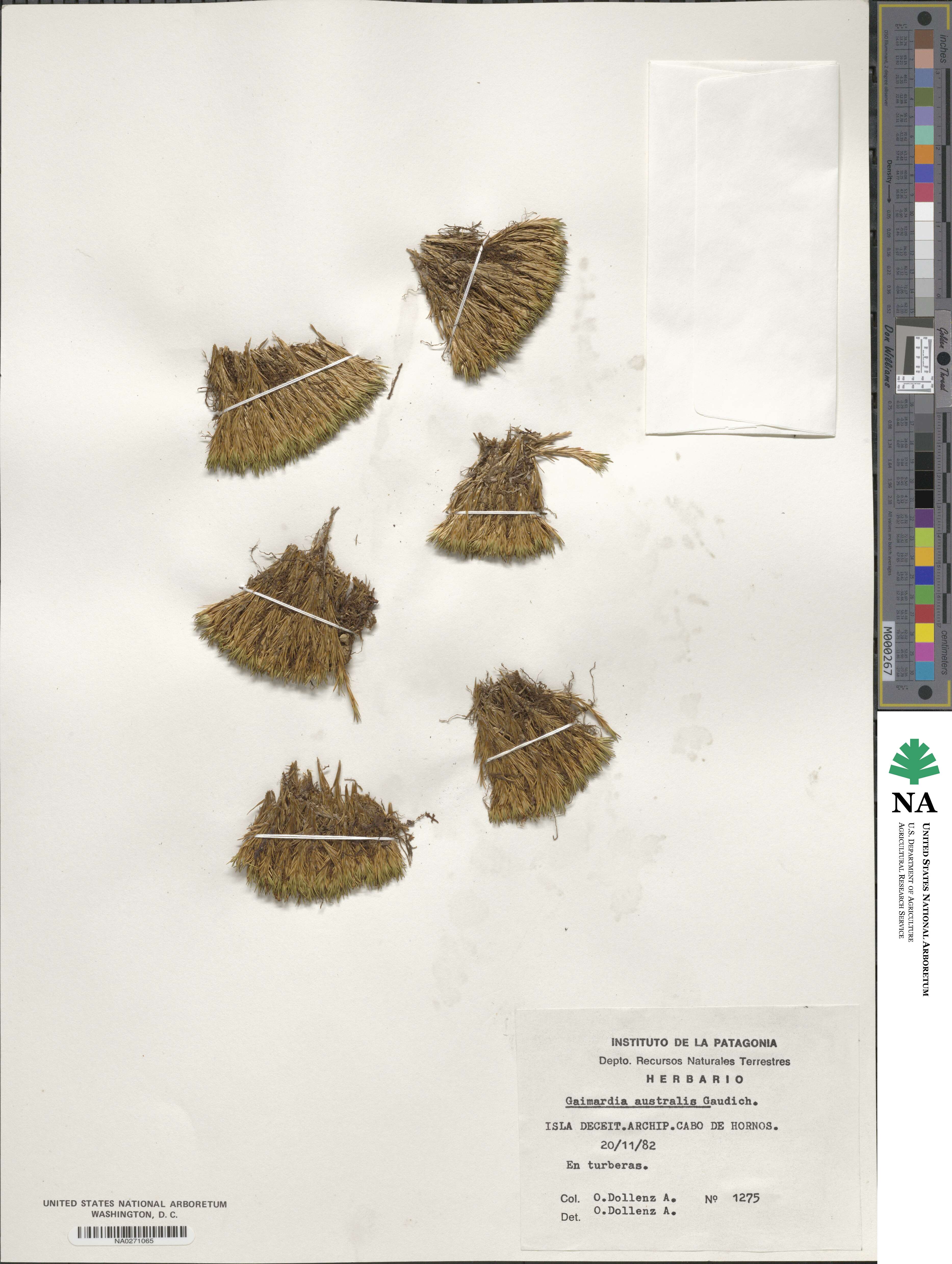 Gaimardia australis image