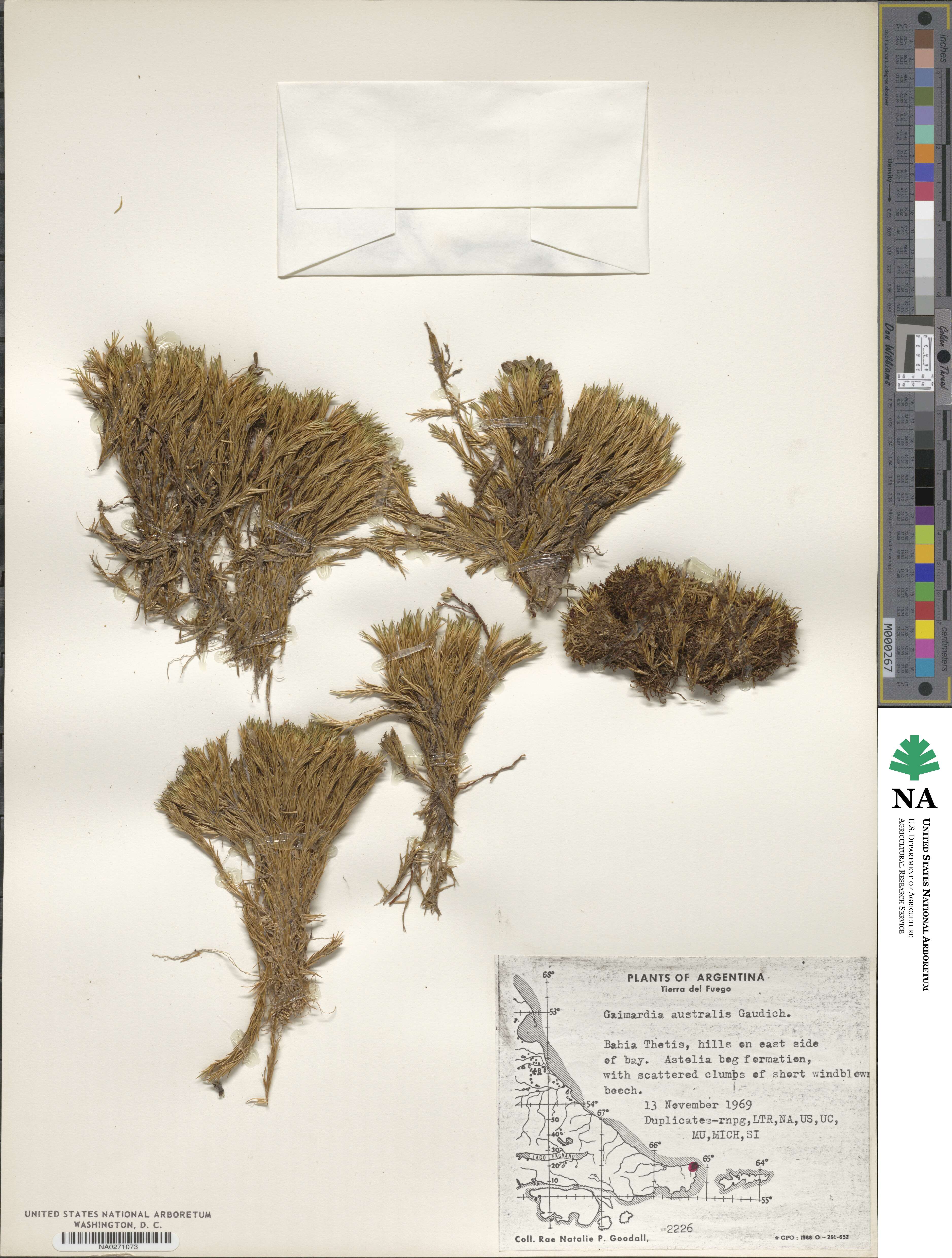Gaimardia australis image