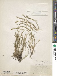 Mayaca fluviatilis image