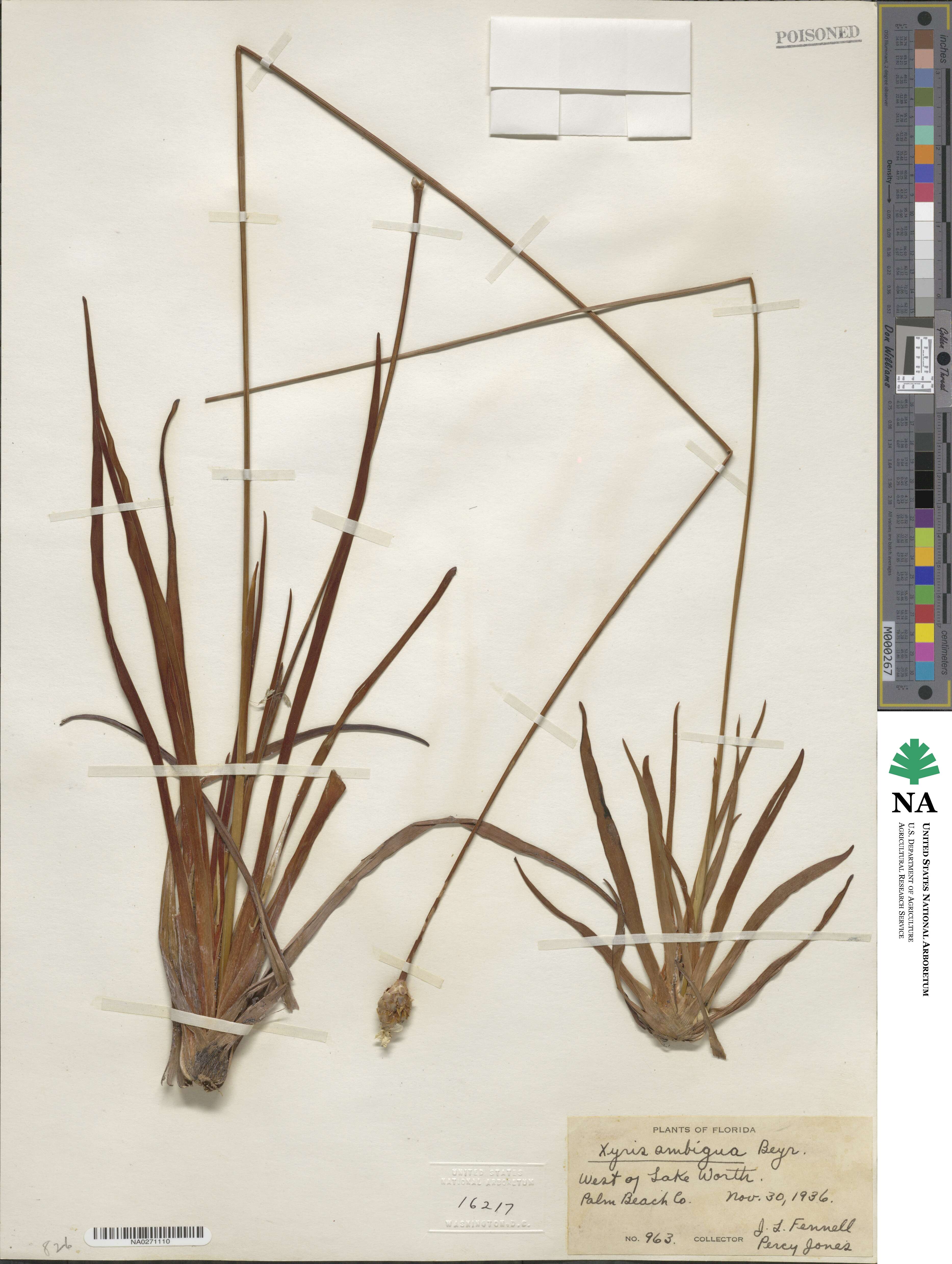 Xyris ambigua image