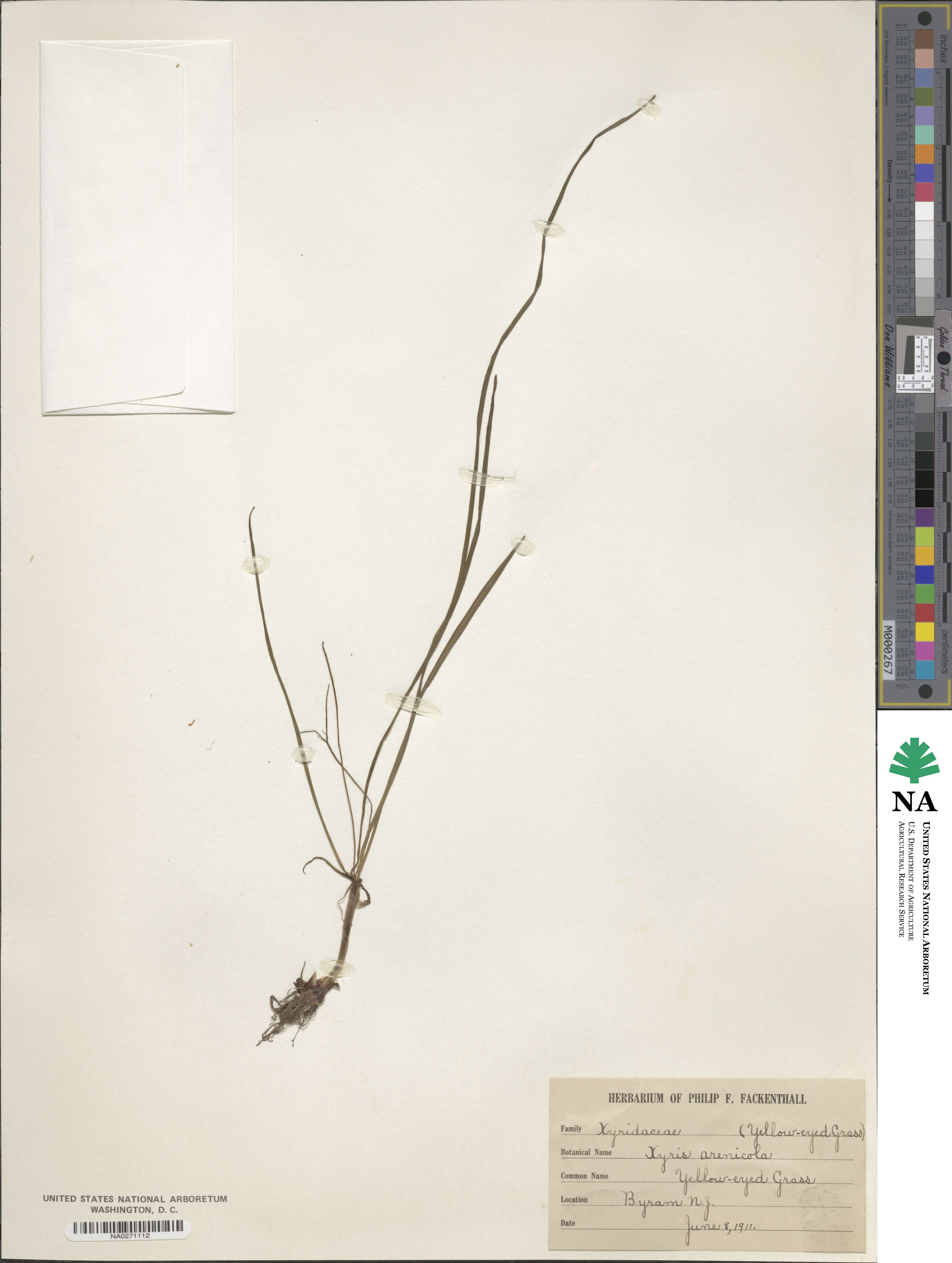 Xyris arenicola image